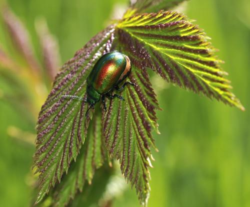 Réf. 283 408 : Chrysolina fastuosa